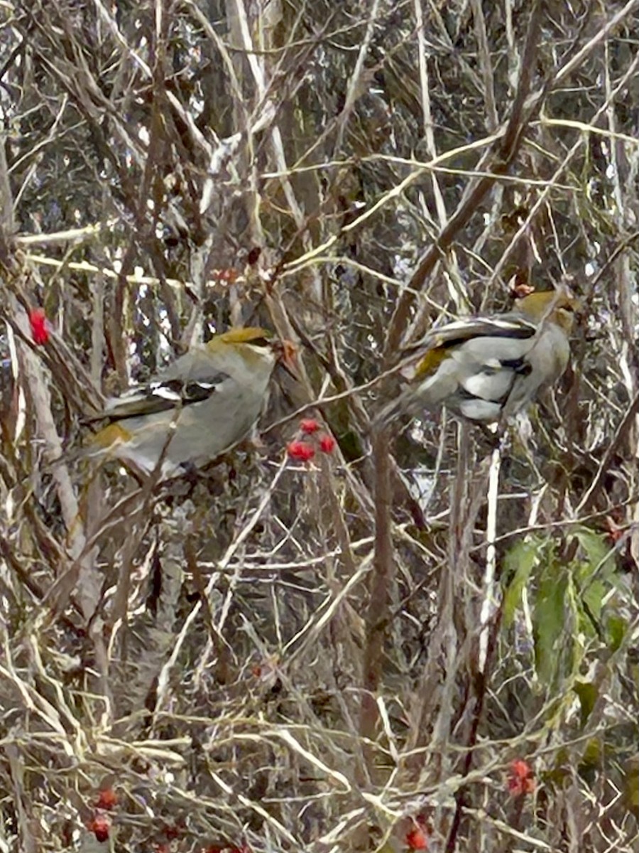 Pine Grosbeak - ML645797751