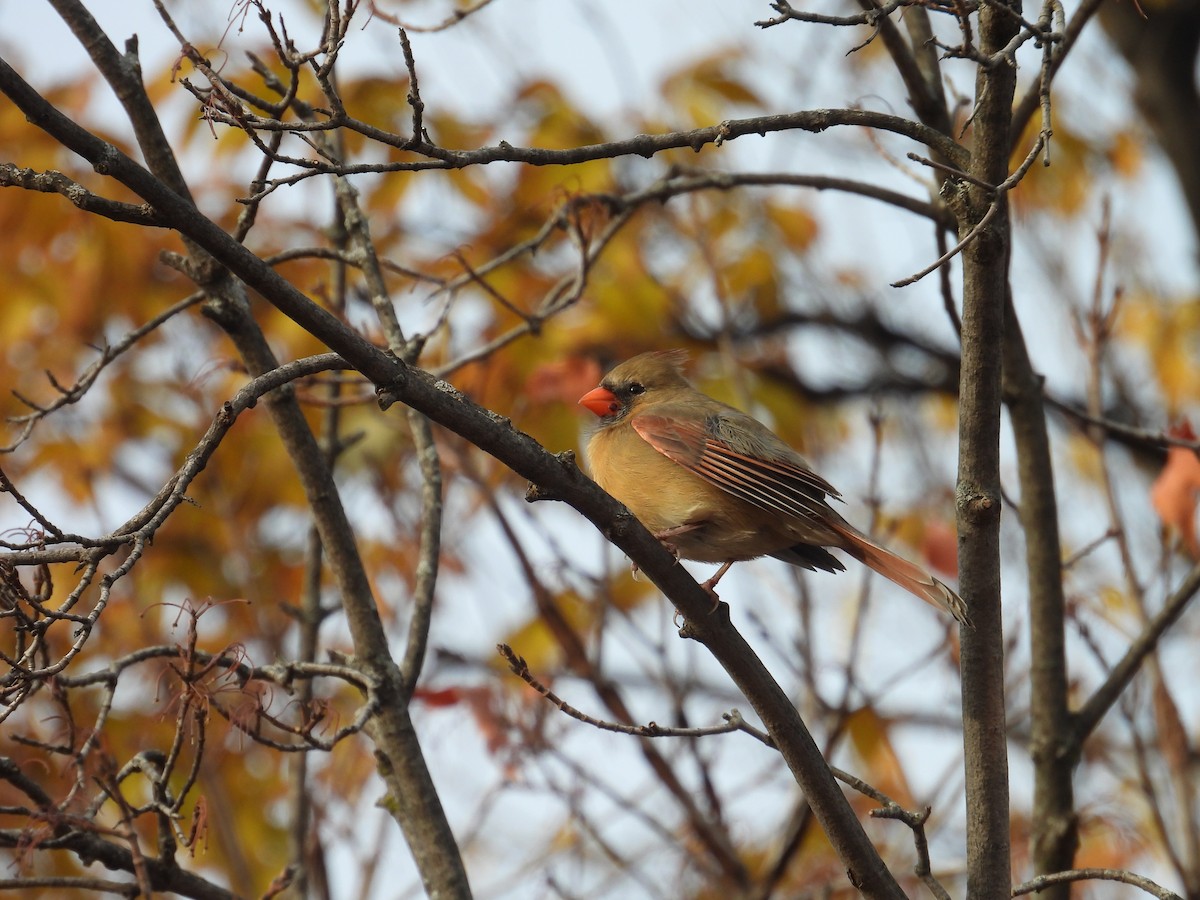 Northern Cardinal - ML645797763