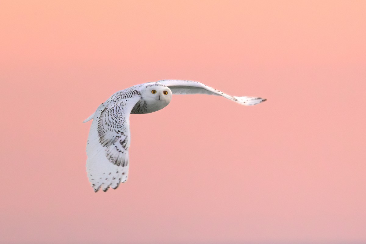 Сова біла - ML645797764