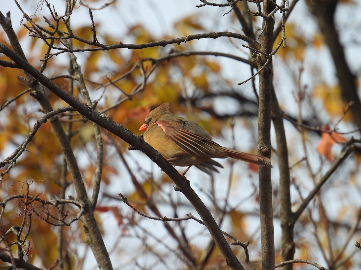 Northern Cardinal - ML645797765