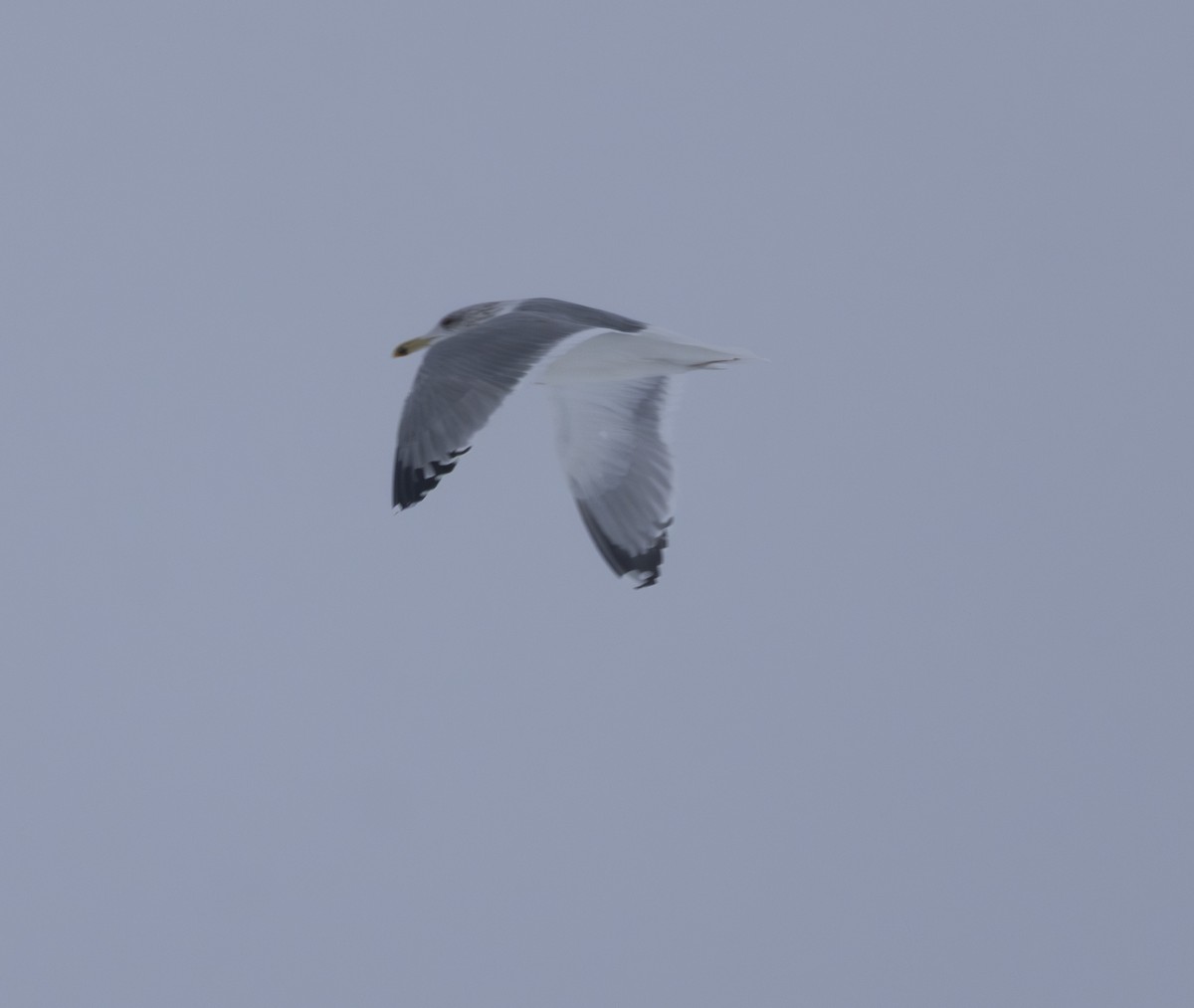 Мөнгөлөг цахлай - ML645797772