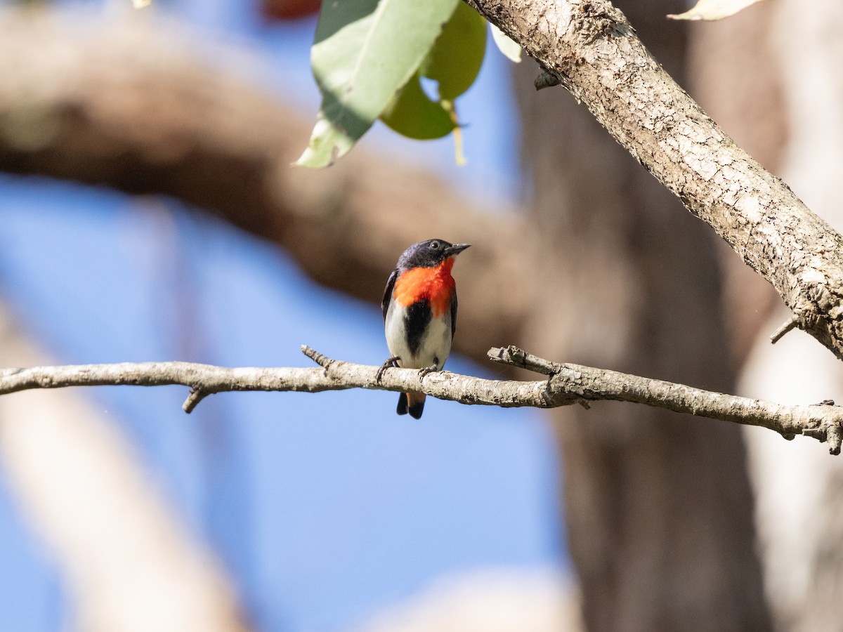 Mistletoebird - ML645797776