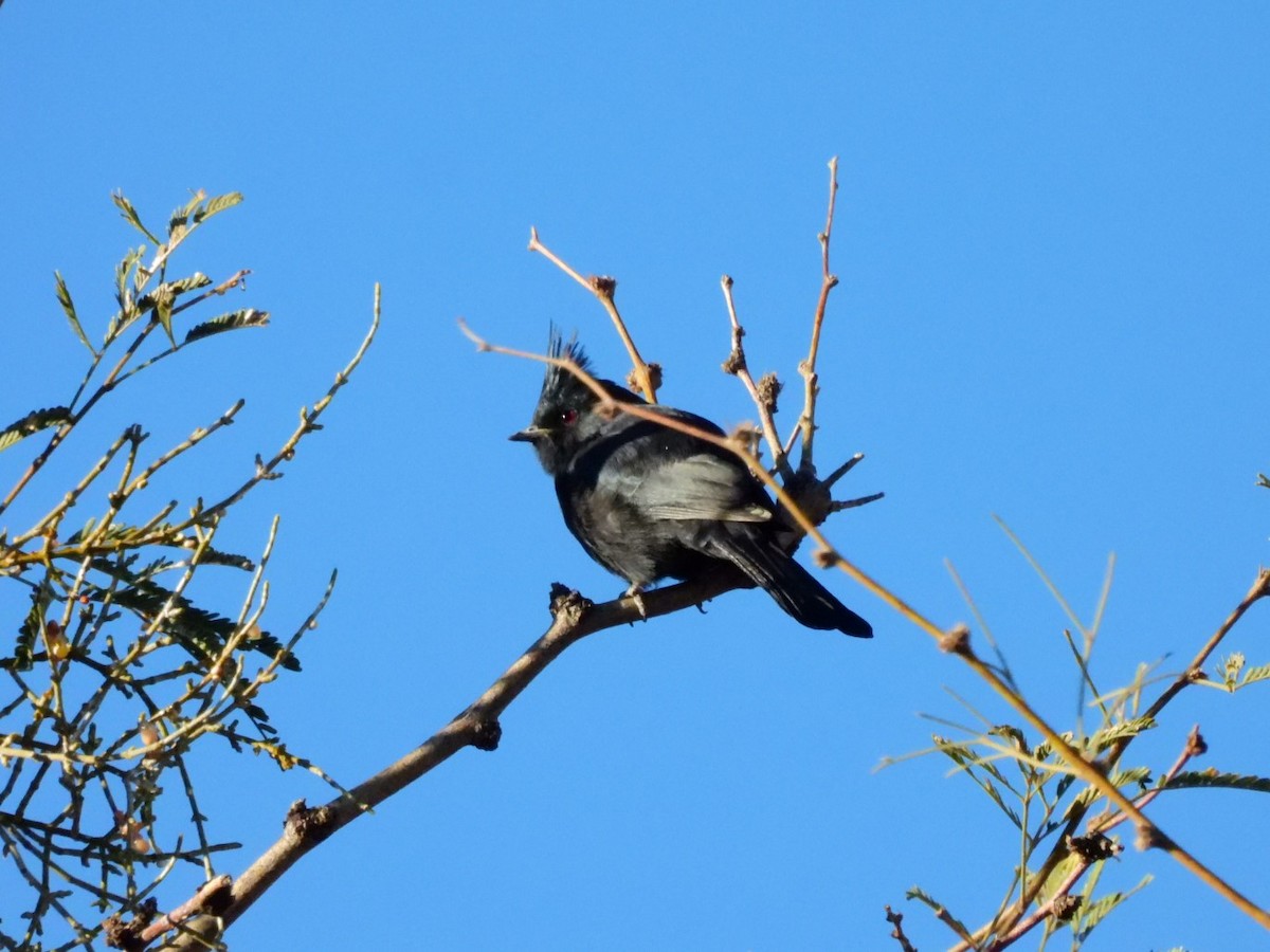 Phainopepla - ML645797777