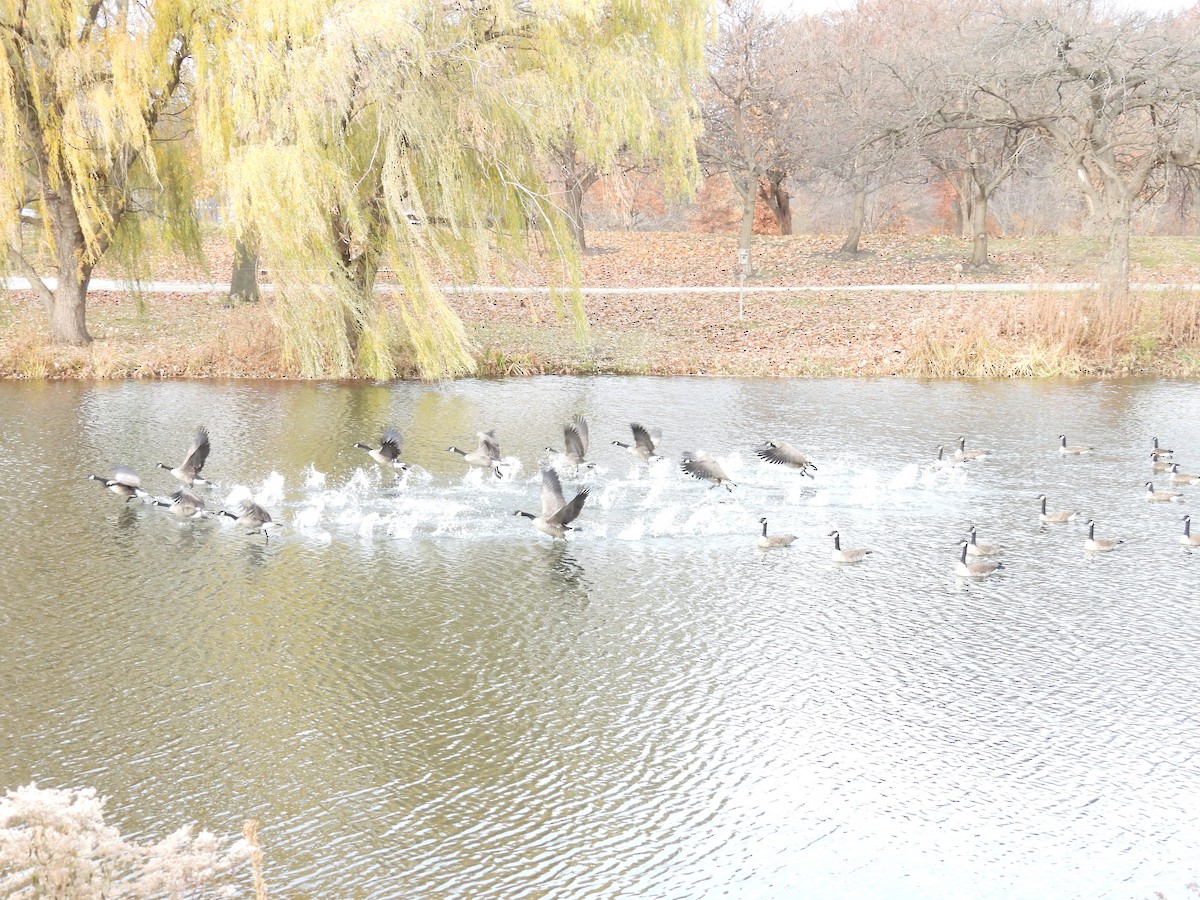 Canada Goose - ML645797783