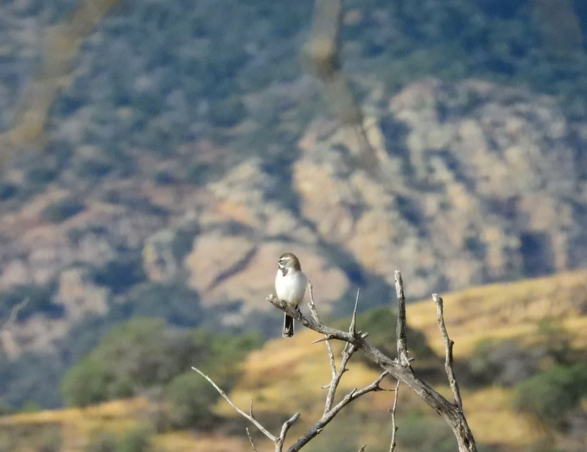 Black-throated Sparrow - ML645797786
