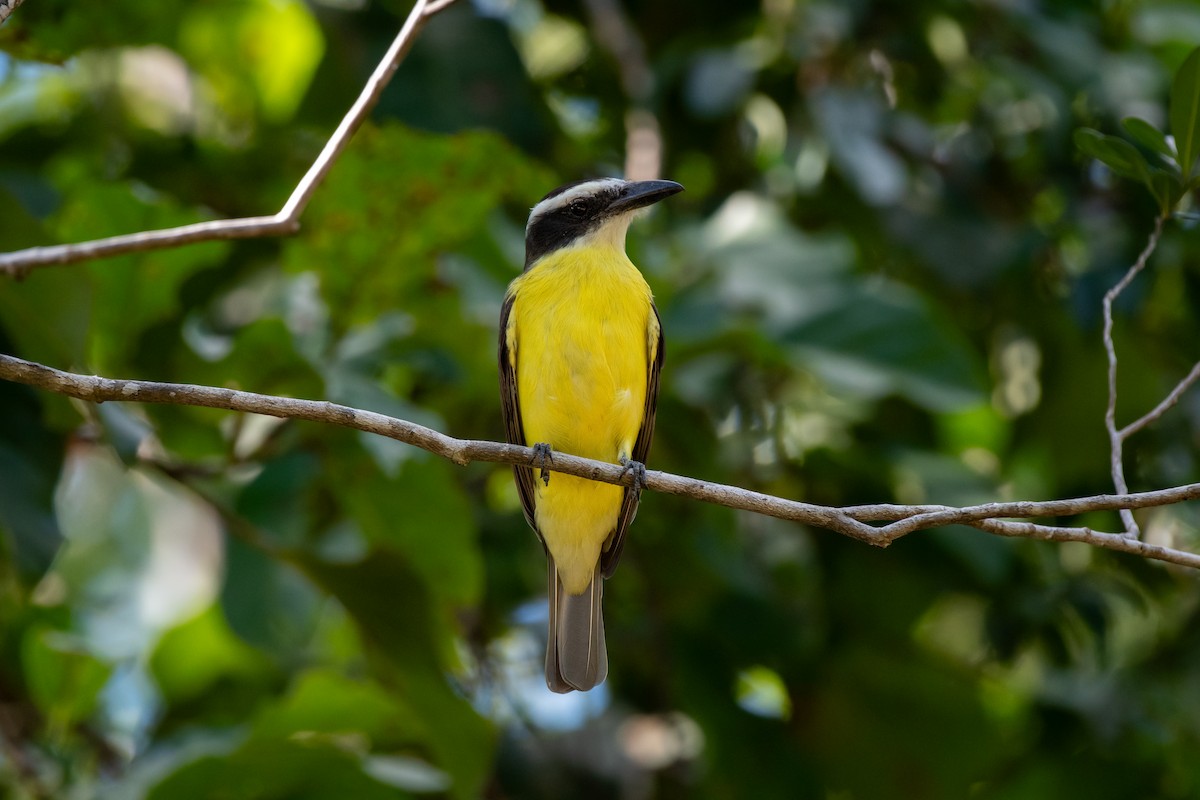 Boat-billed Flycatcher - ML645797787