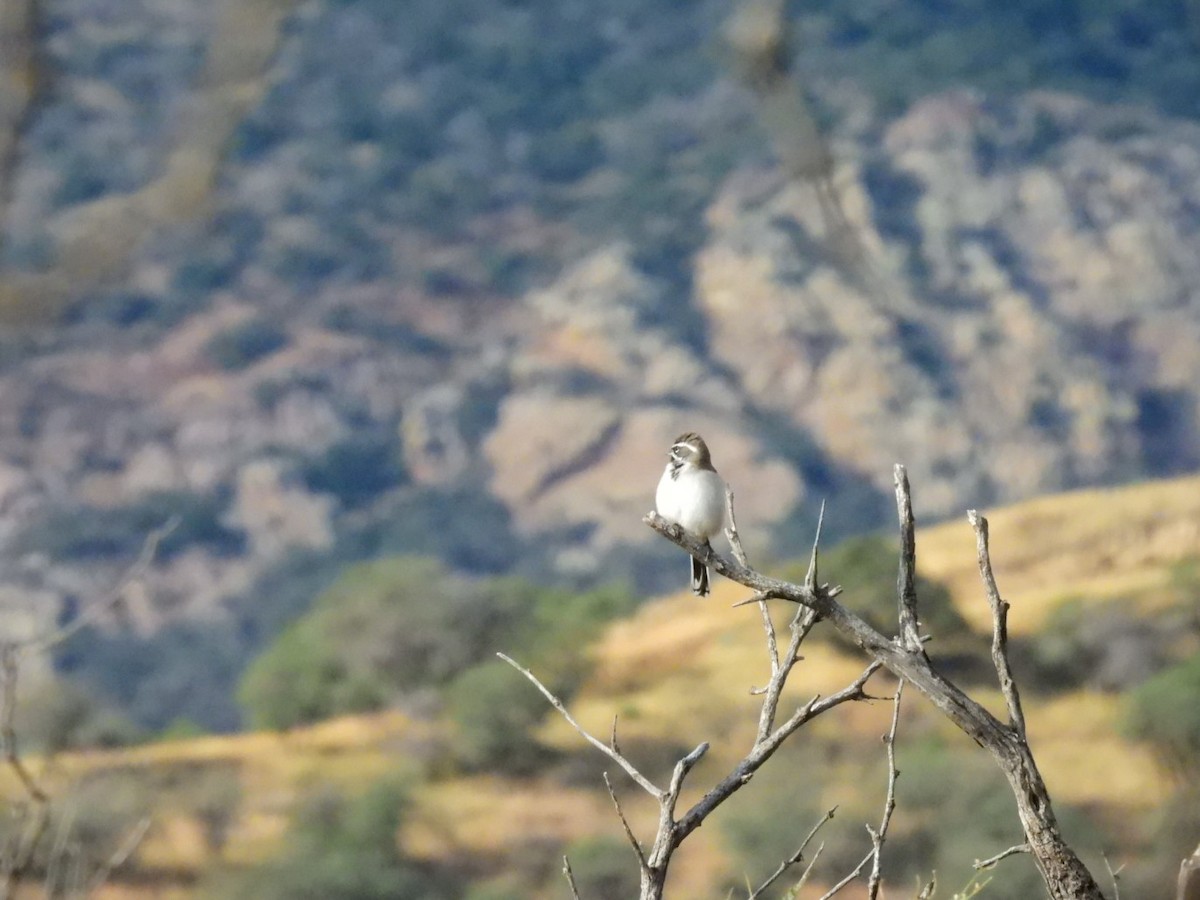 Black-throated Sparrow - ML645797788