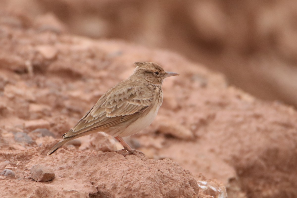 Haubenlerche (Maghreblerche) - ML645797789