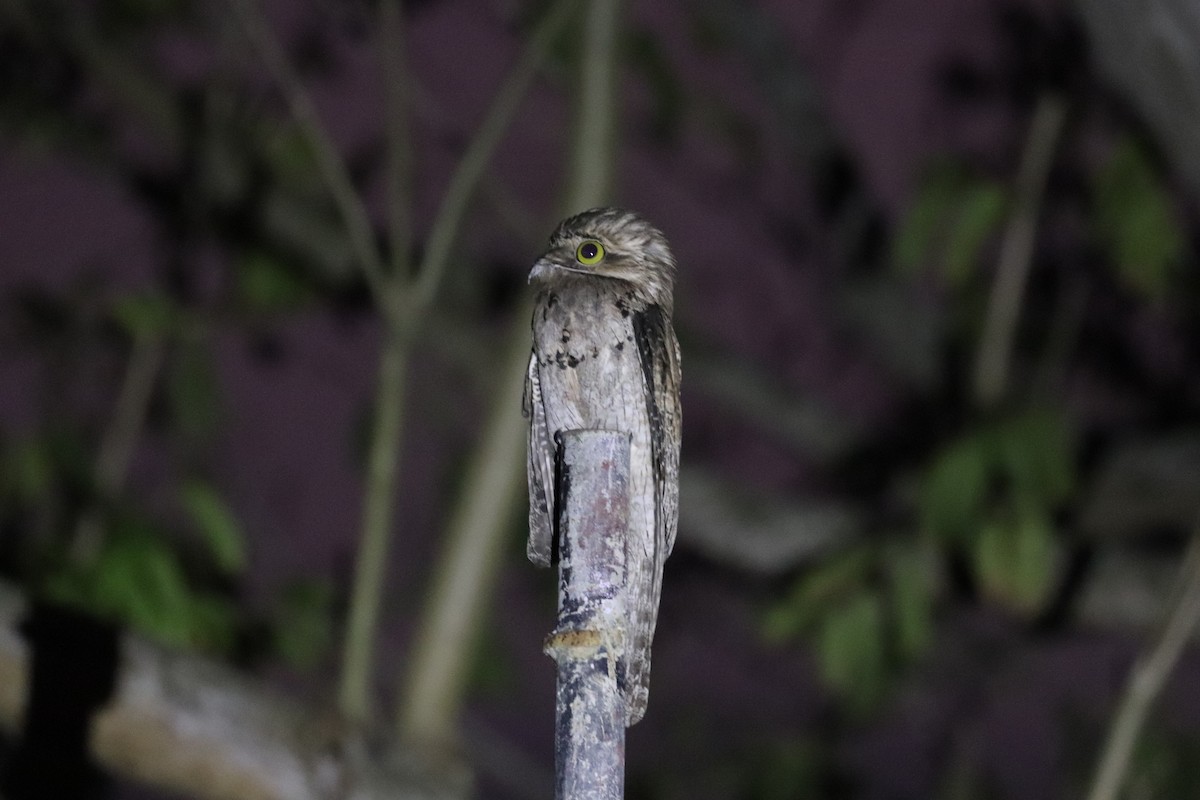 Northern Potoo - ML645797792
