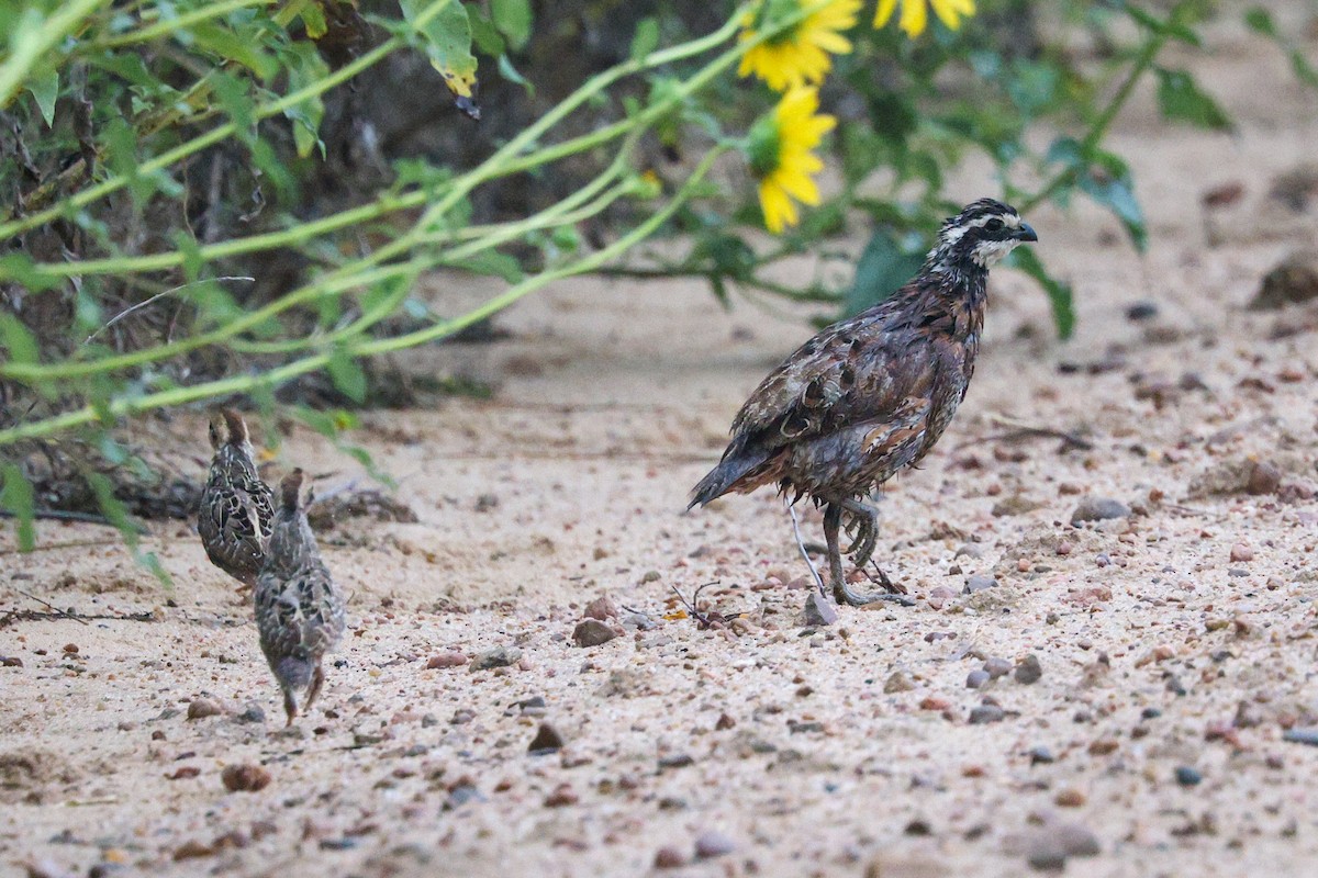 Northern Bobwhite - ML645797795