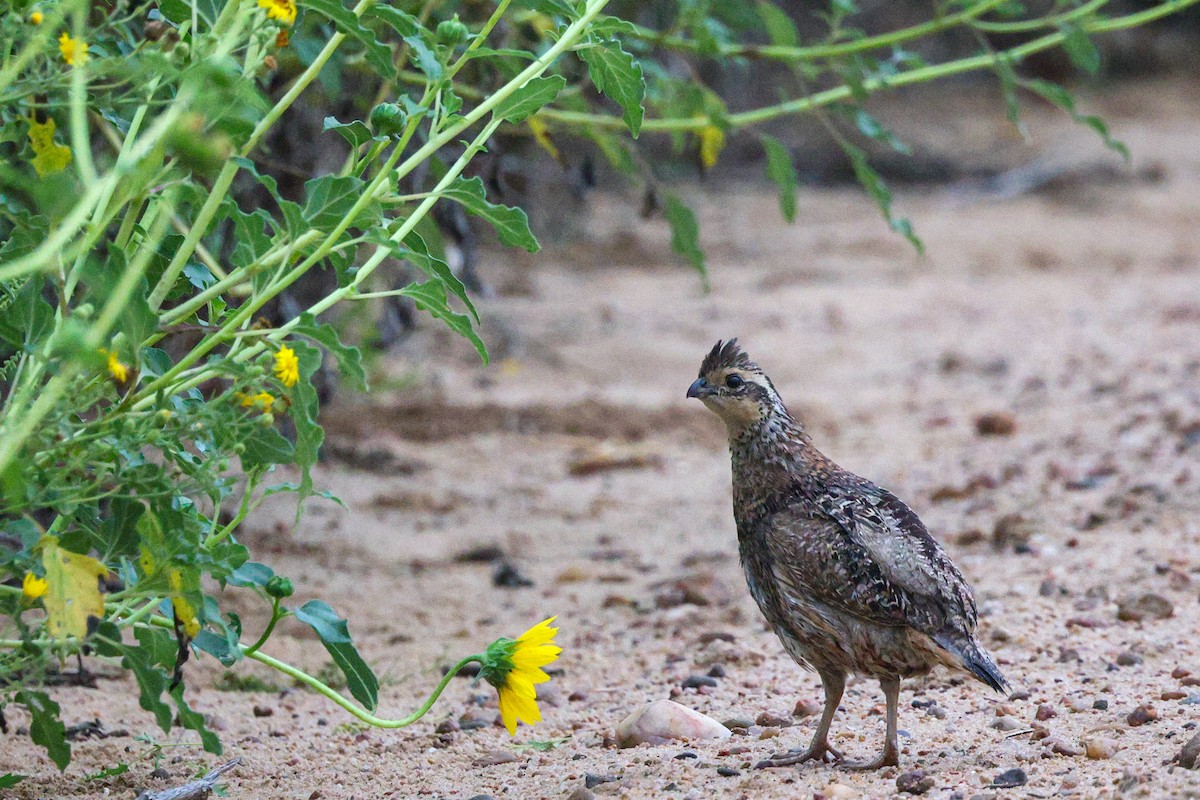 Northern Bobwhite - ML645797800