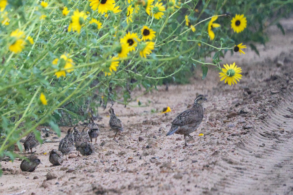 Northern Bobwhite - ML645797801