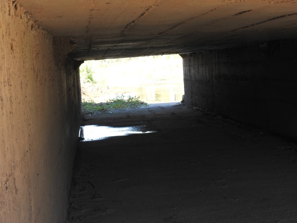 vlaštovka obecná - ML645797802