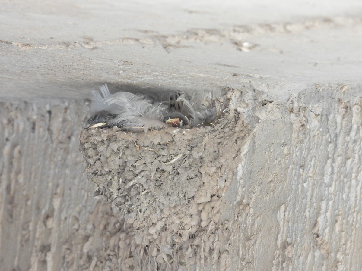 vlaštovka obecná - ML645797803