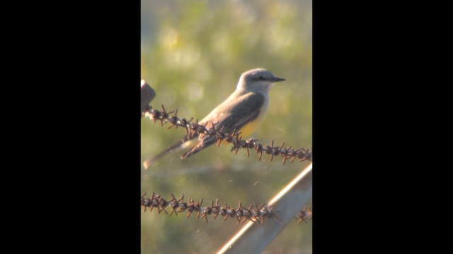 Western Kingbird - ML645797806