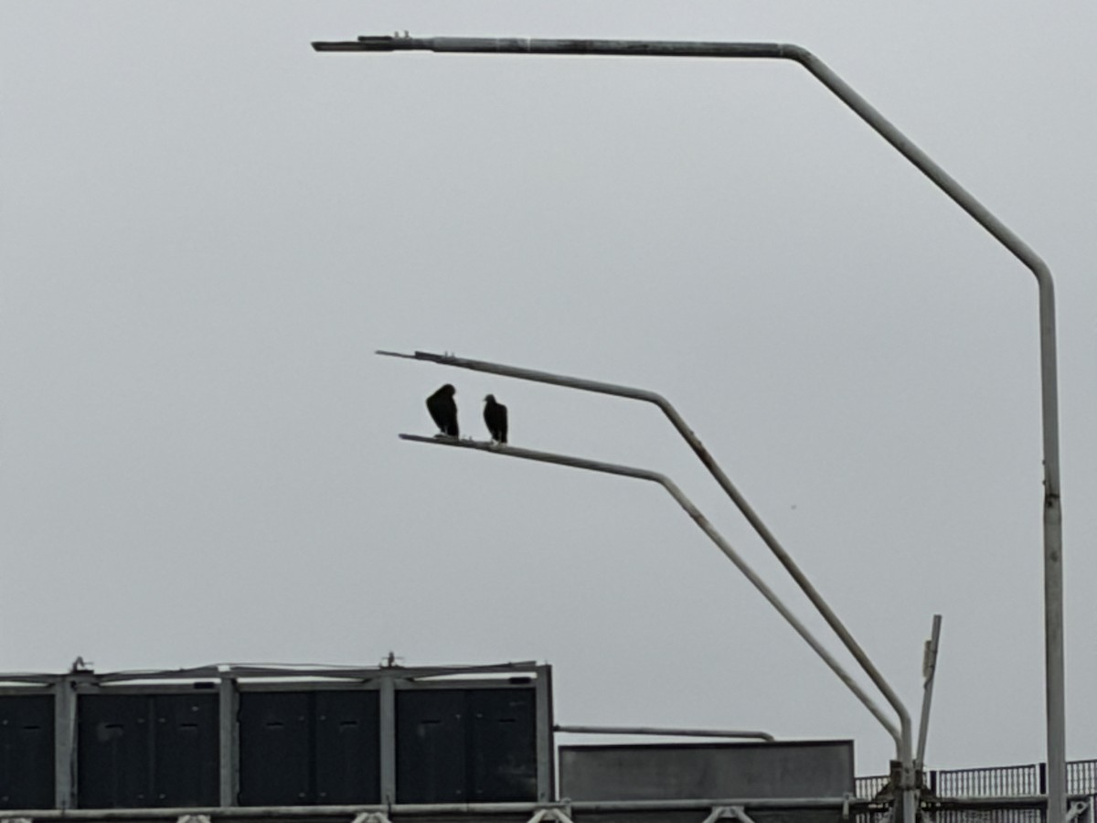 Чёрная катарта - ML645797815