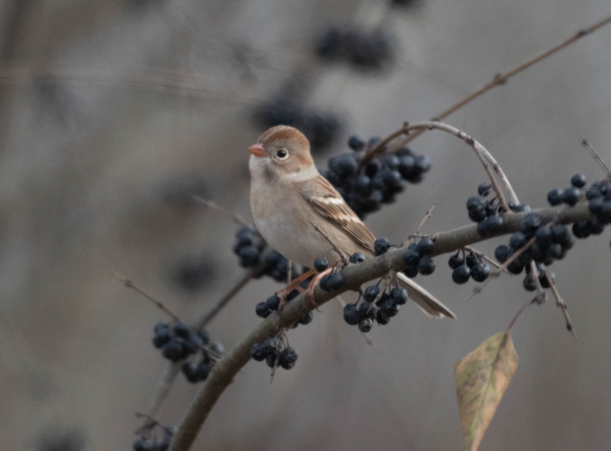 Field Sparrow - ML645797819