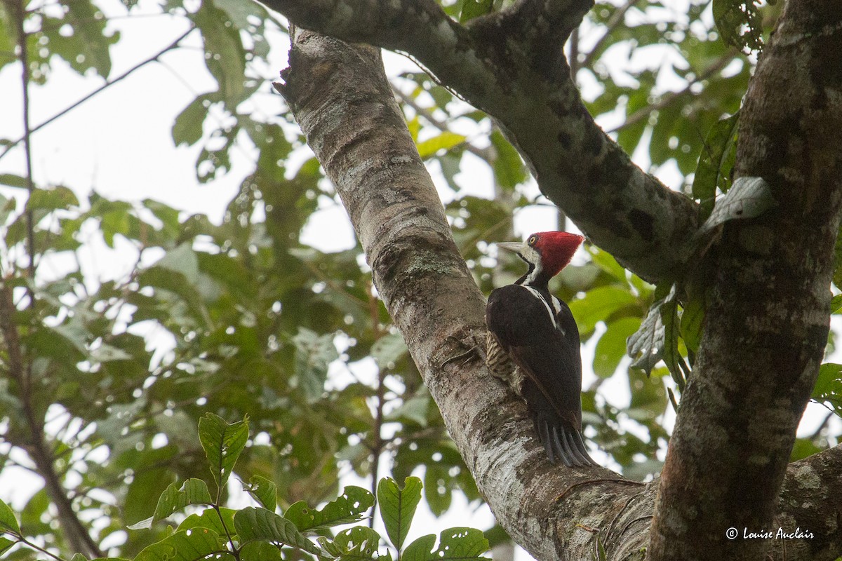 Crimson-crested Woodpecker - ML645797832