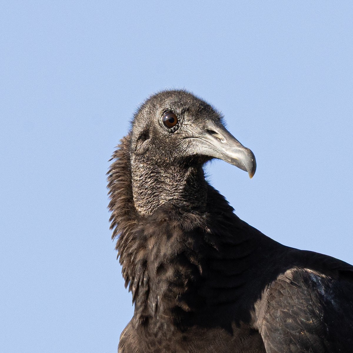 Чёрная катарта - ML645797835