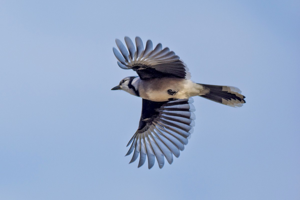 Blue Jay - ML645797836