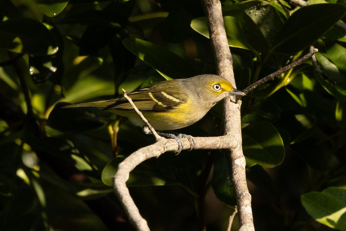 White-eyed Vireo - ML645797840
