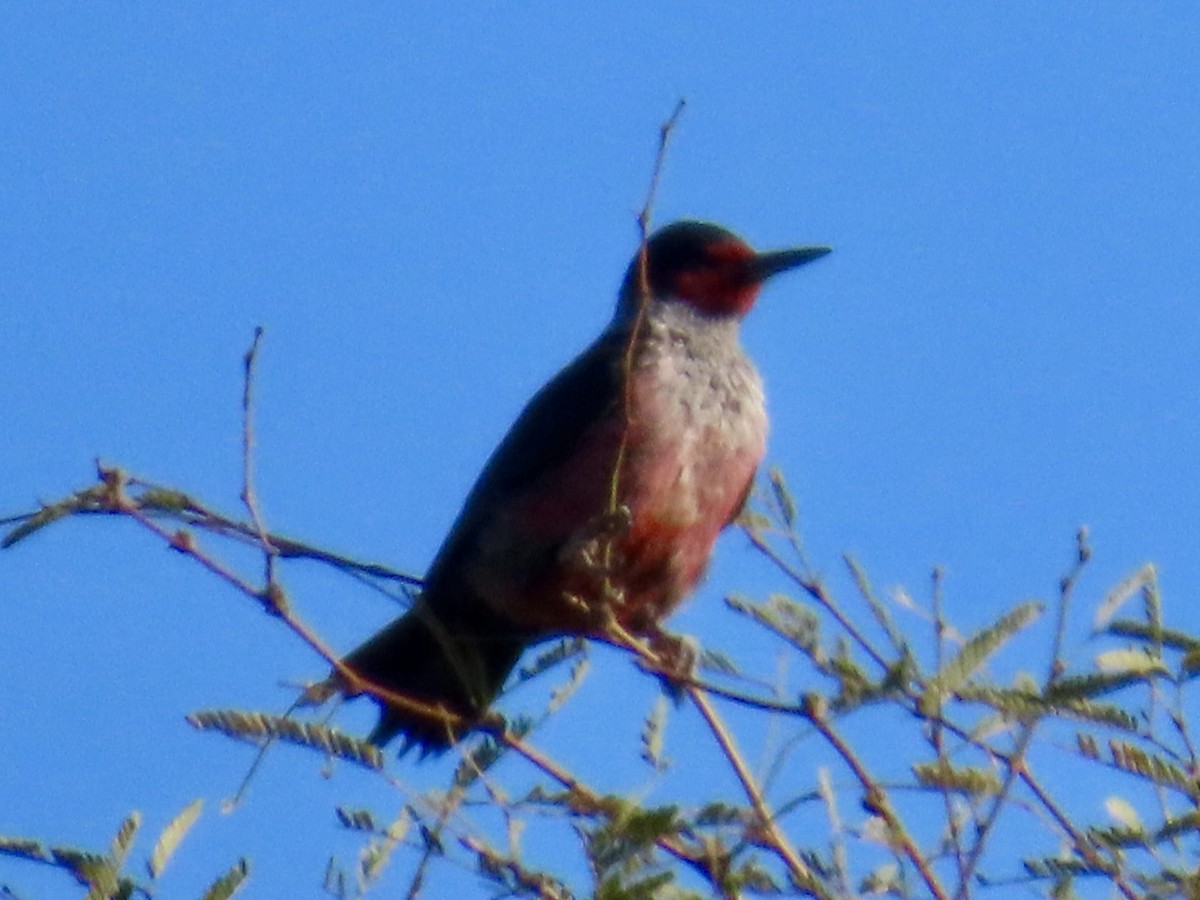 Blutgesichtspecht - ML645797842