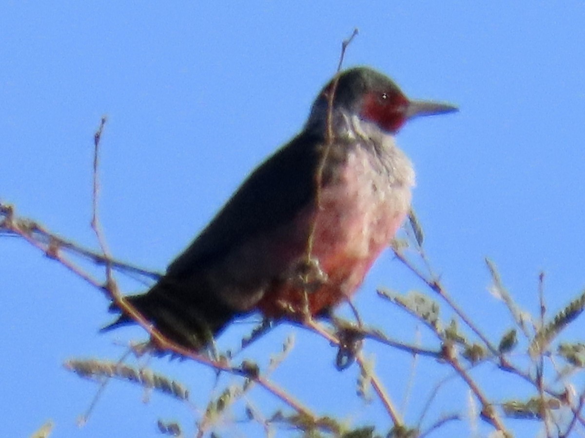 Blutgesichtspecht - ML645797843