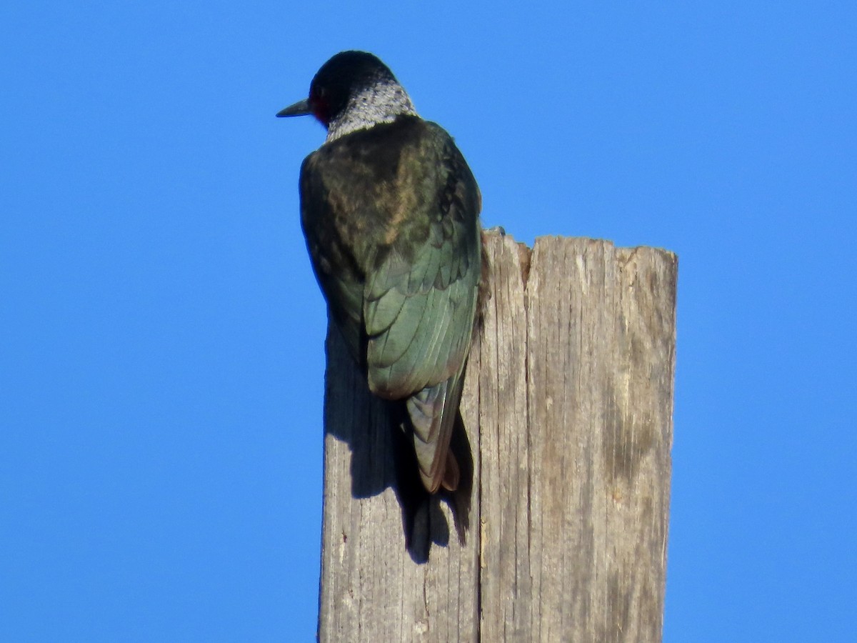 Blutgesichtspecht - ML645797844