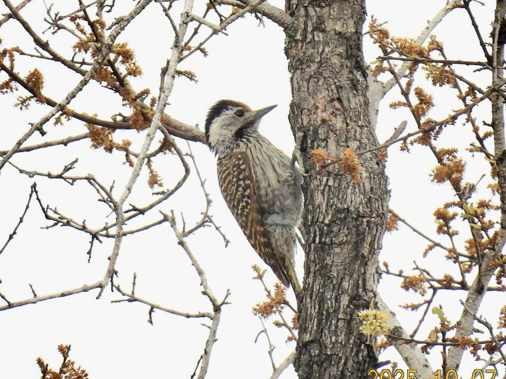 Cardinal Woodpecker - ML645797851