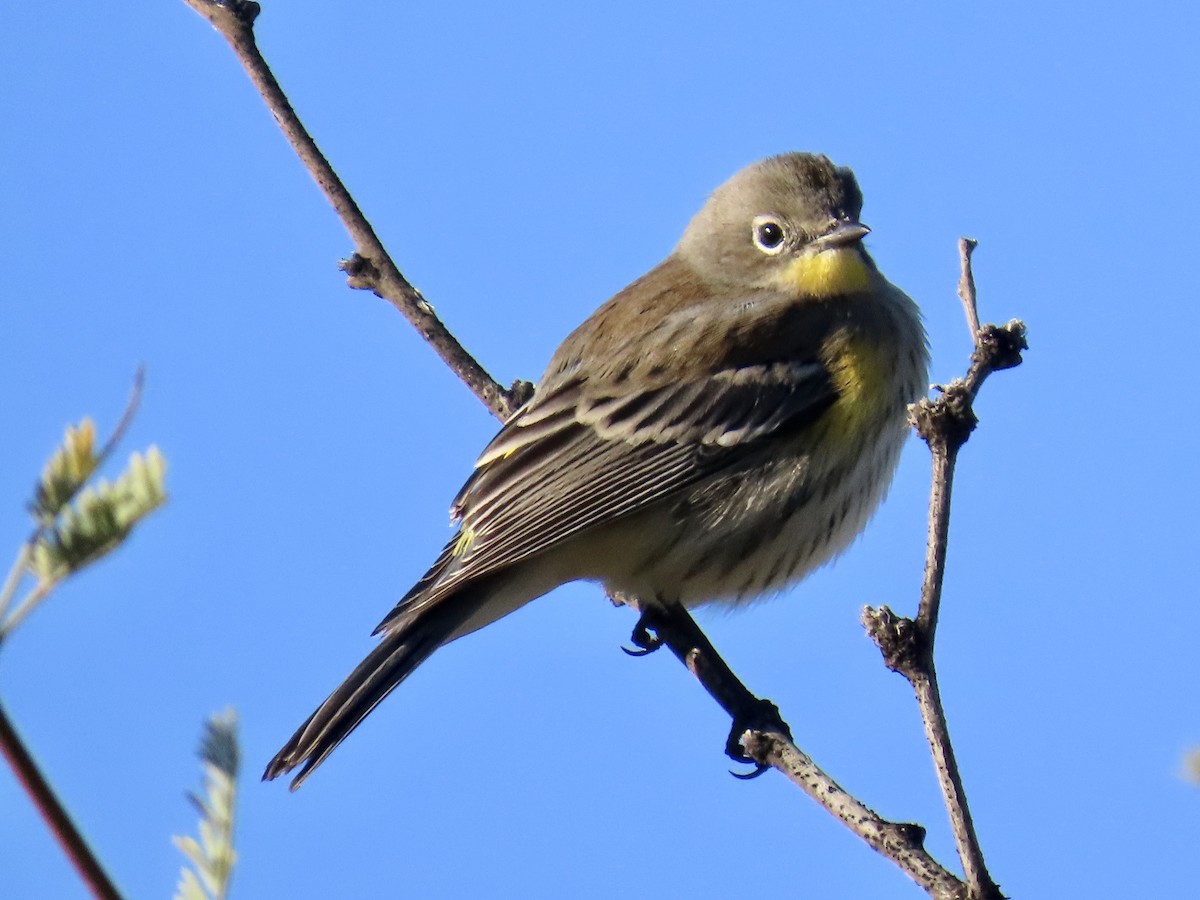 Yellow-rumped Warbler (Audubon's) - ML645797867