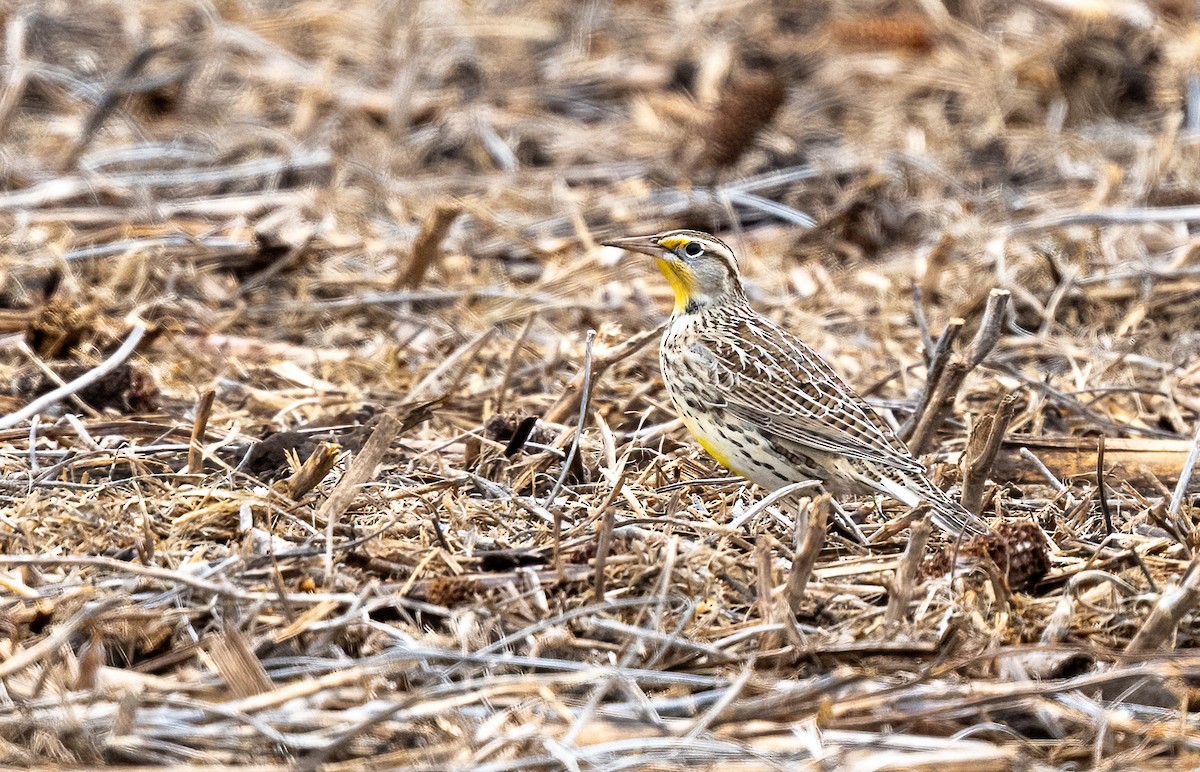 Western Meadowlark - ML645797868