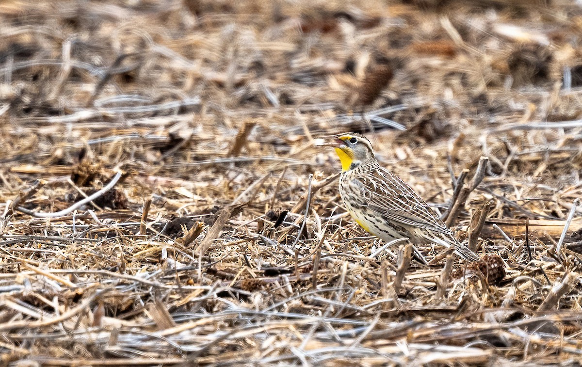 Western Meadowlark - ML645797869