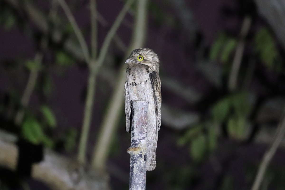 Northern Potoo - ML645797880