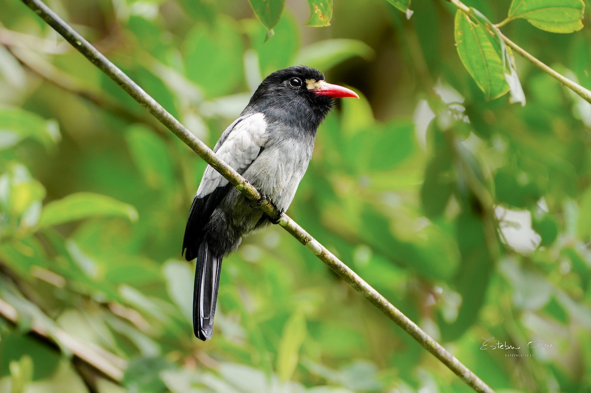 White-fronted Nunbird - ML645797882
