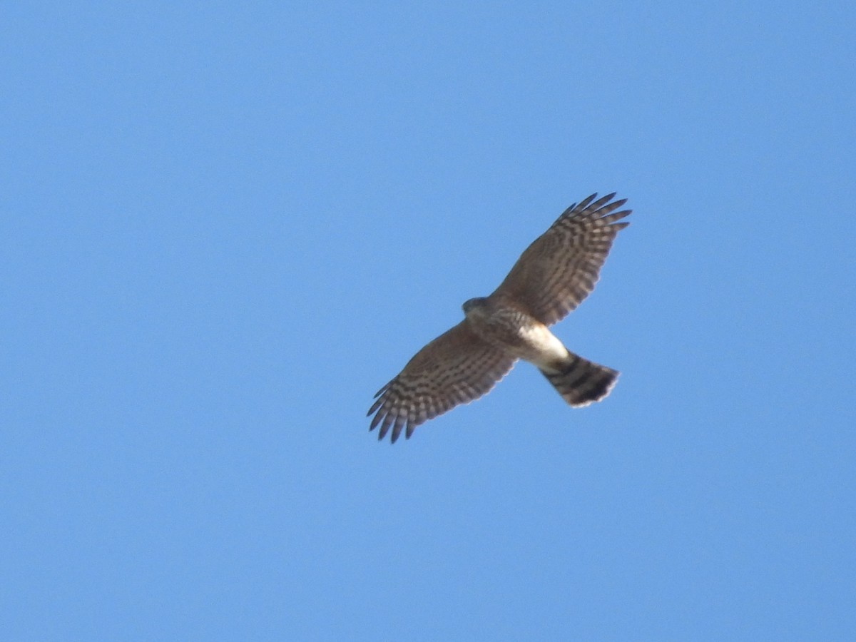 Sharp-shinned/Cooper's Hawk - ML645797883