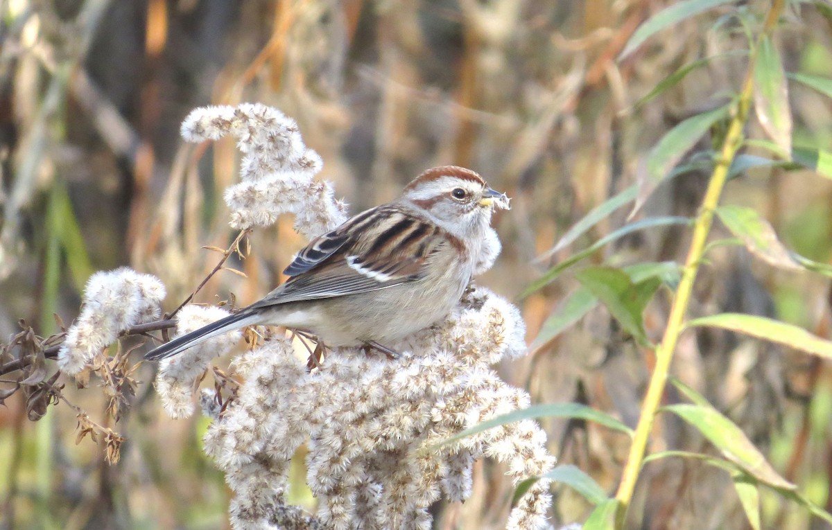 American Tree Sparrow - ML645797891