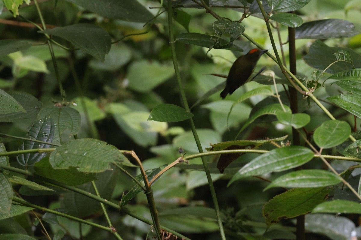 Yellow-breasted Flowerpecker - ML645797893