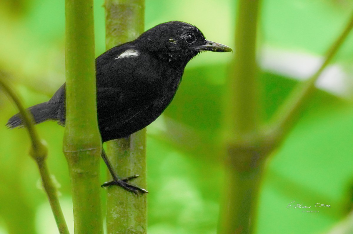 Stub-tailed Antbird - ML645797901