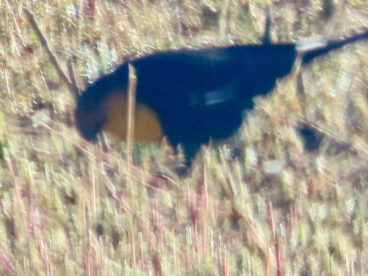 Yellow-headed Blackbird - ML645797913