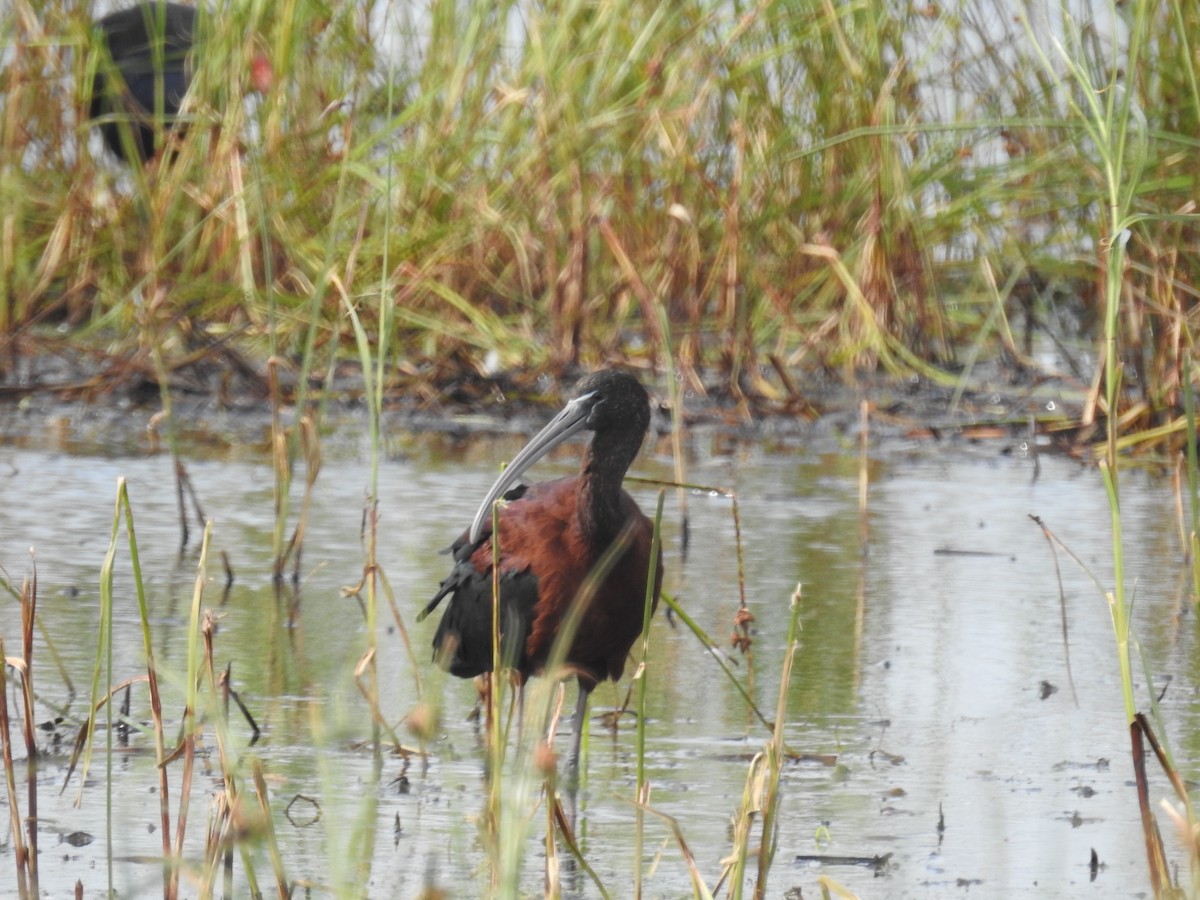 Glossy Ibis - ML645797917