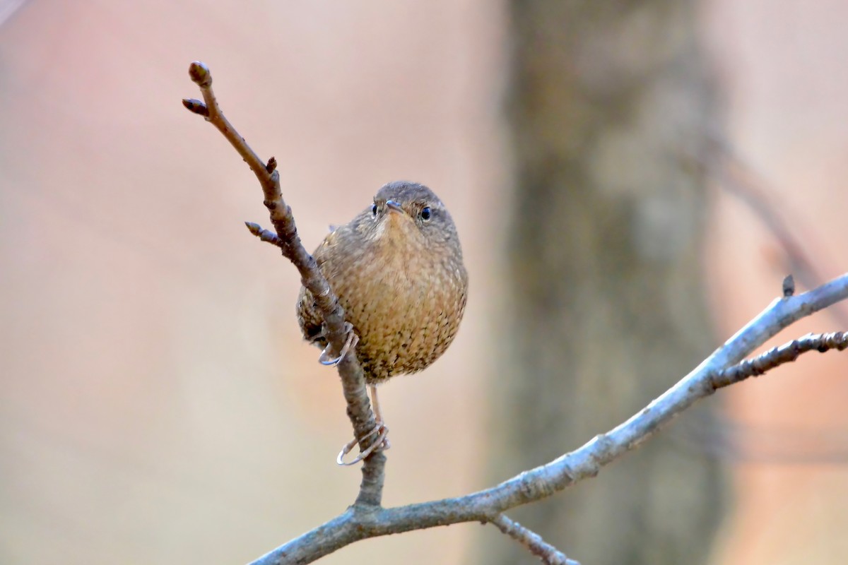 Winter Wren - ML645797920