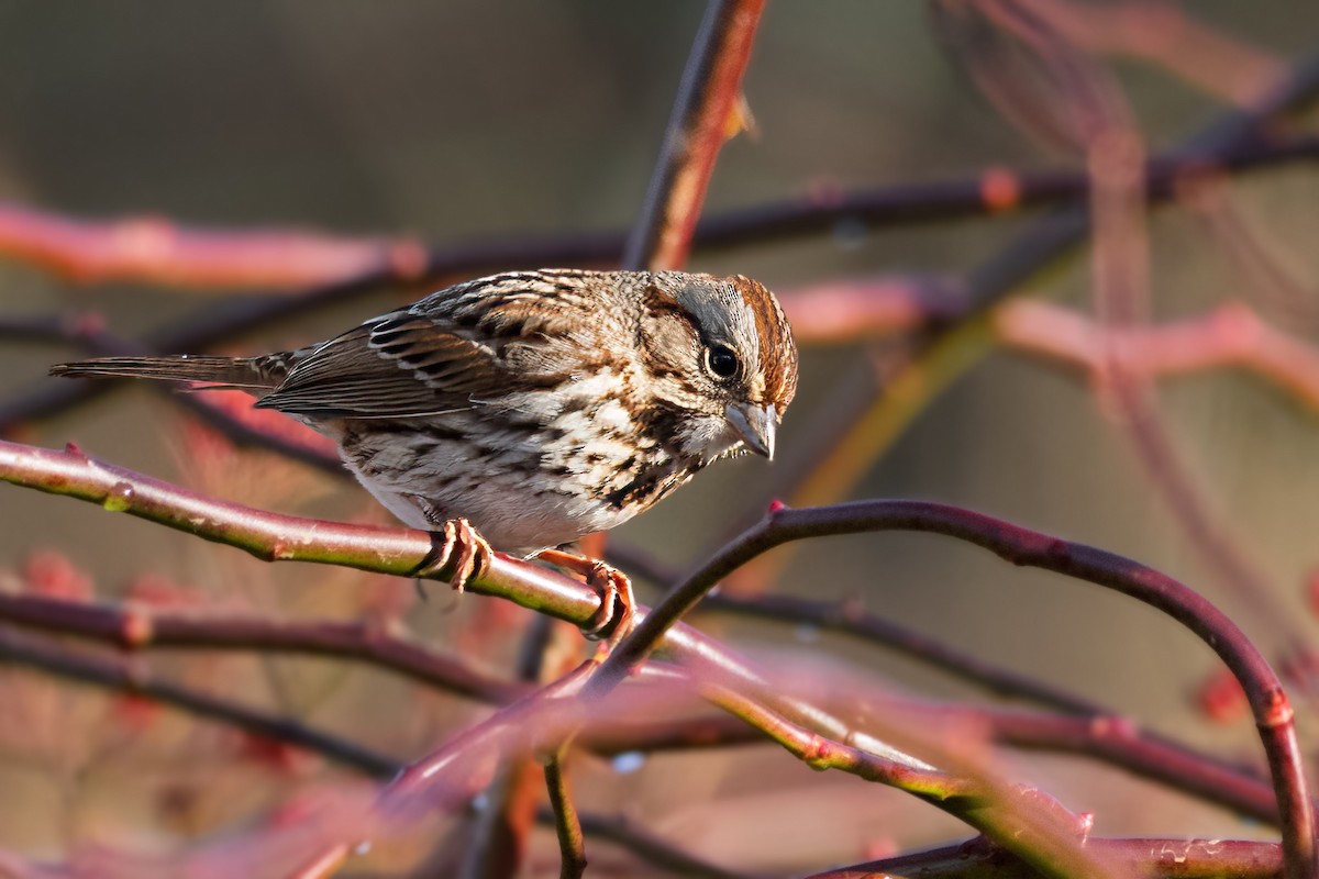 Song Sparrow - ML645797922