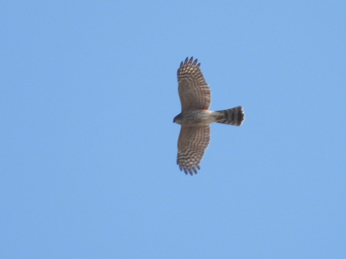 Sharp-shinned/Cooper's Hawk - ML645797926