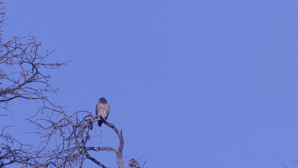 Buteo sp. - ML645797929