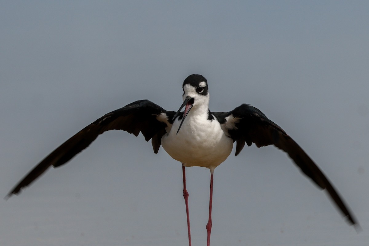 Black-necked Stilt - ML645797937
