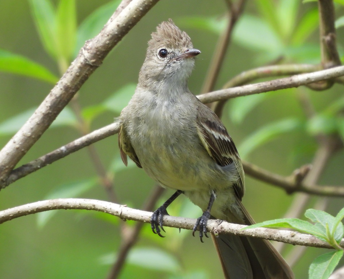 Желтобрюхая эления - ML645797949