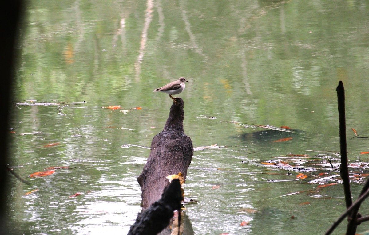 Benekli Düdükçün - ML645797960