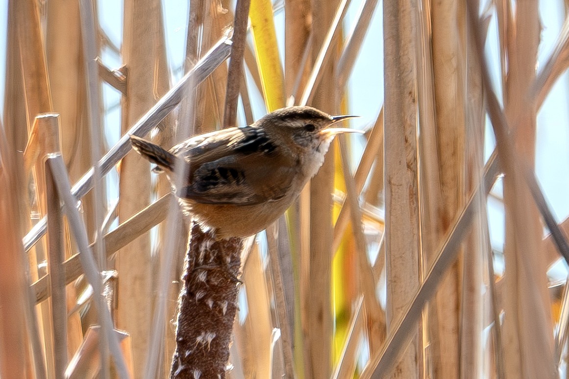 Marsh Wren - ML645797961