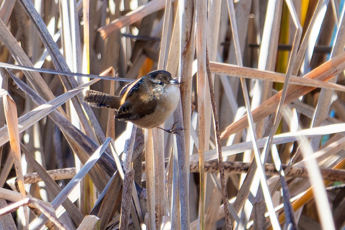 Marsh Wren - ML645797962