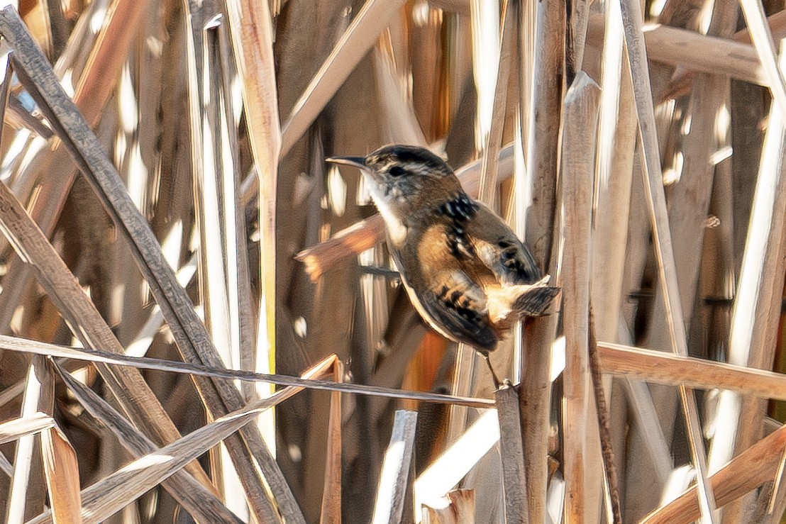 Marsh Wren - ML645797963